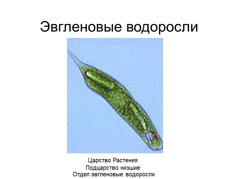 Эвгленовые водоросли Царство Растения Подцарство низшие Отдел эвгленовые водоросли